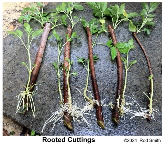 Rooted Cuttings