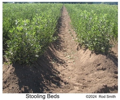 Stooling Beds