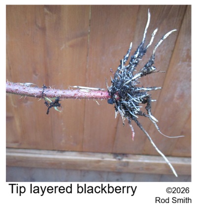 Tip Layerd Blackberry