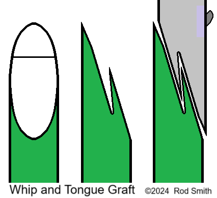 Whip and Tongue Graft