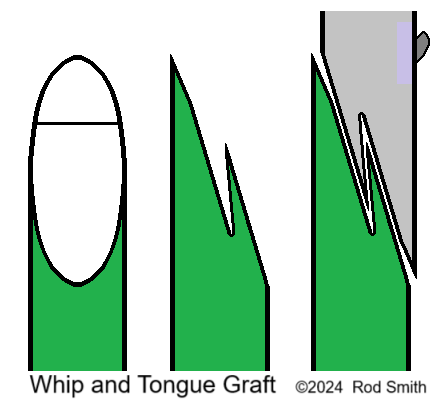 Whip and Tongue Graft