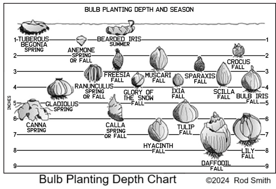 Bulbs By Depth and Season