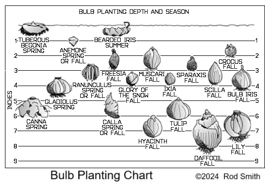 Bulbs By Depth and Season