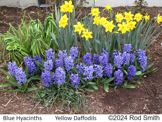 Hyacinths and Daffodils