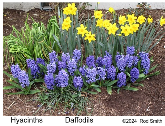 Hyacinths and Daffodils