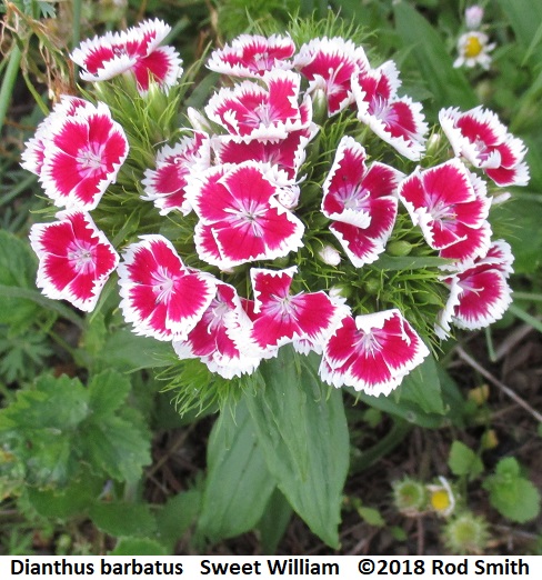 Sweet William