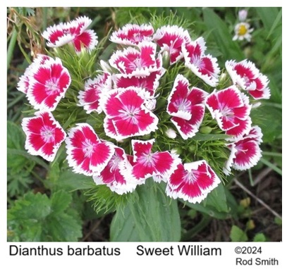 Sweet William
