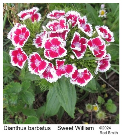 Sweet William