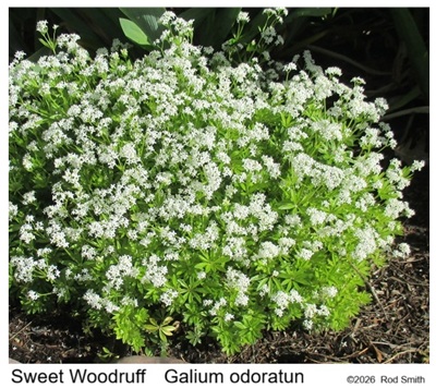 Sweet Woodruff