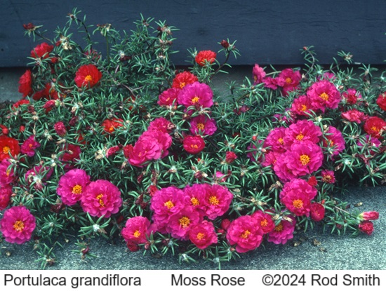 Moss Rose