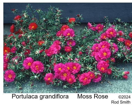 Moss Rose