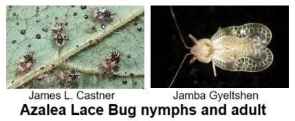 Azalea Lace Bug Nymphs and Adults