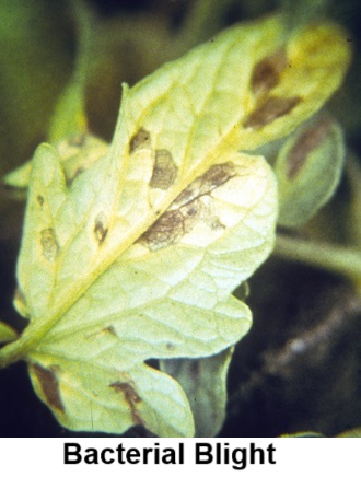 Bacterial Blight