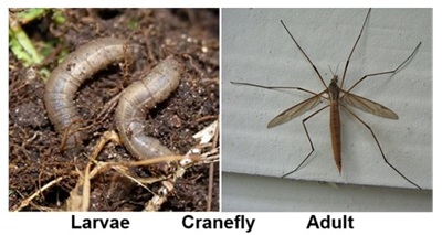 Cranefly