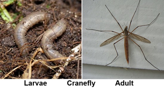 Cranefly