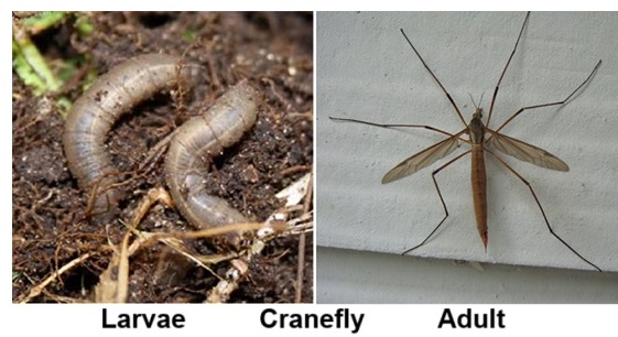 Cranefly