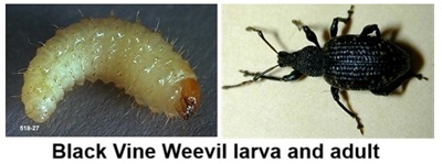 Root Weevil