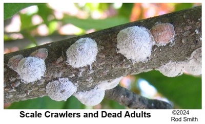 Scale Crawlers