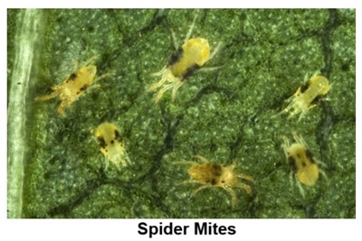 Spider Mites