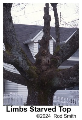 Crowded limbs