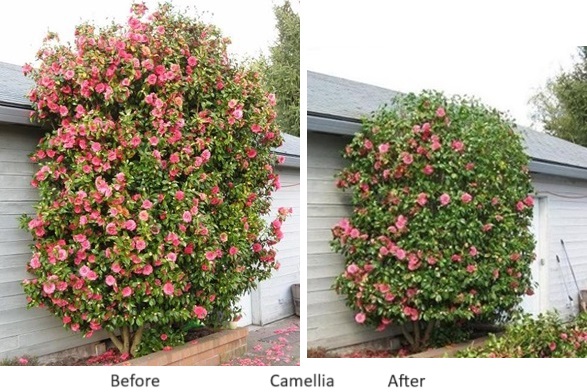 Camellia before and after pruning with the Tug and Cut Method
