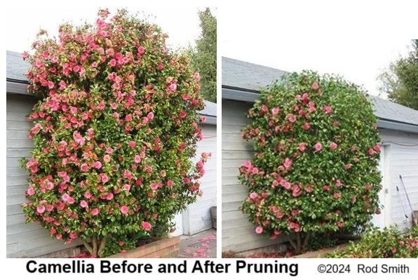 Camellia before and after pruning with the Tug and Cut Method