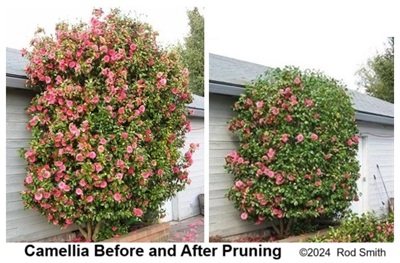 Camellia before and after