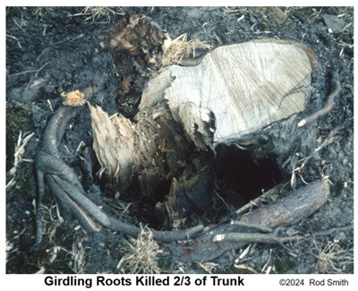 Girdling roots
