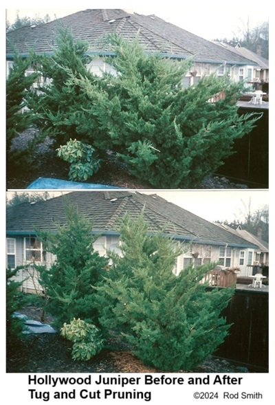 Hollywood Junipers before and after