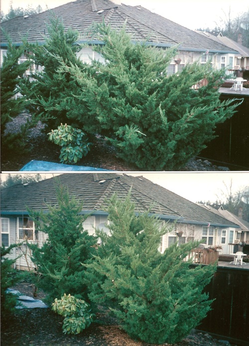 Hollywood Junipers before and after tug and cut pruning.