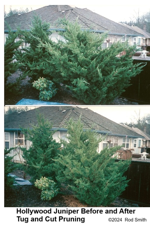 Hollywood Junipers before and after tug and cut pruning.