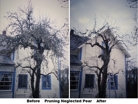 Neglected Pear before and after pruning.