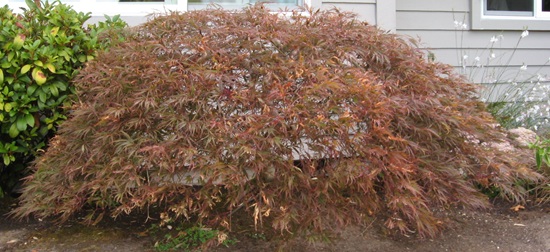 Peek-a-boo pruned Laceleaf Japanese Maple