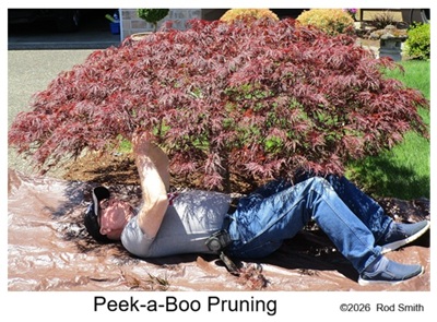 Peek-a-boo pruned Laceleaf Japanese Maple