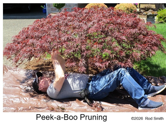 Peek-a-boo pruned Laceleaf Japanese Maple