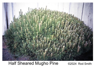 Half Sheared Mugho Pine