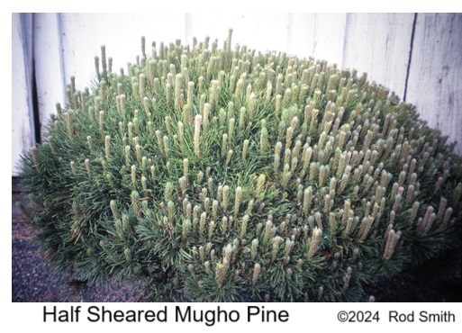 Half Sheared Mugho Pine