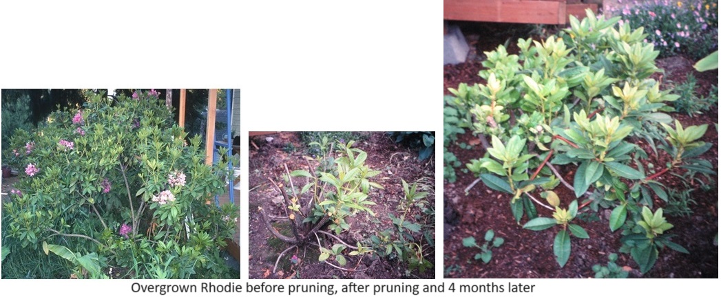 Overgrown Rhodie before pruning, after pruning and 4 months later.