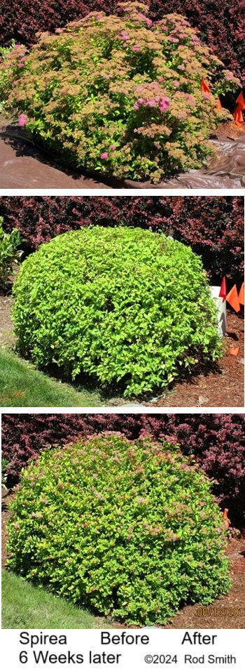 Spirea Before and After Shearing and 6 Weeks Later