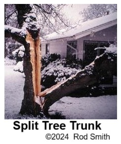 Split Tree Trunk