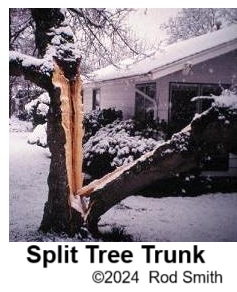 Split Tree Trunk