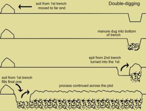 Double digging creates a deep layer of topsoil.