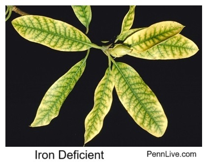 Nutrient deficiencies create patterns that follow the veins.