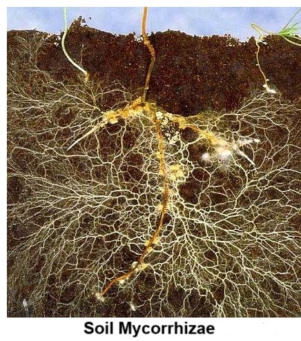 Mycorrhizae move nutrients into roots