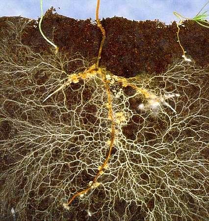 Mycorrhizae move nutrients into roots