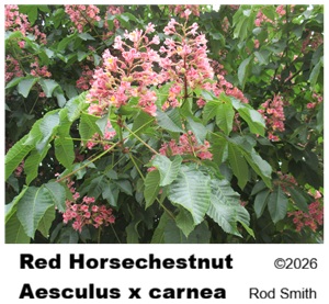 Red Horsechestnut