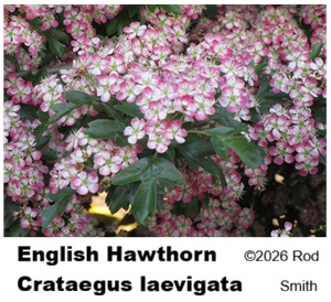 English Hawthorn