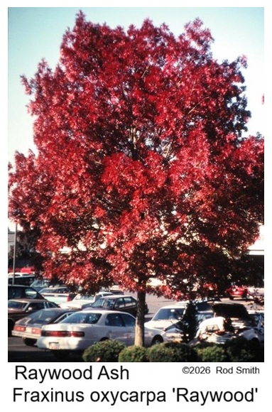 Raywood Ash