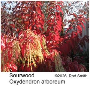 Sourwood