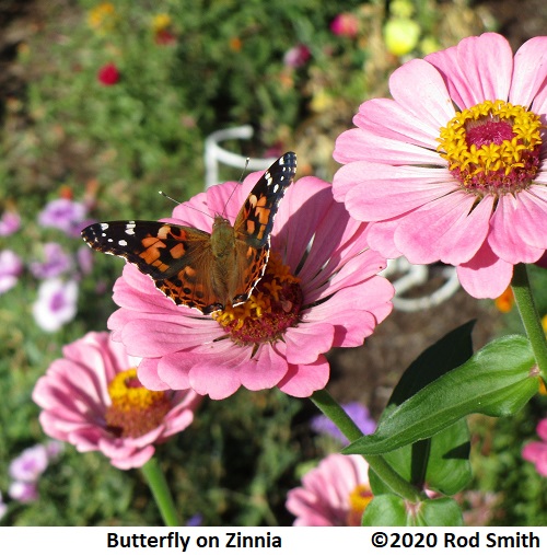 Painted Lady Butterfly on Zinnia